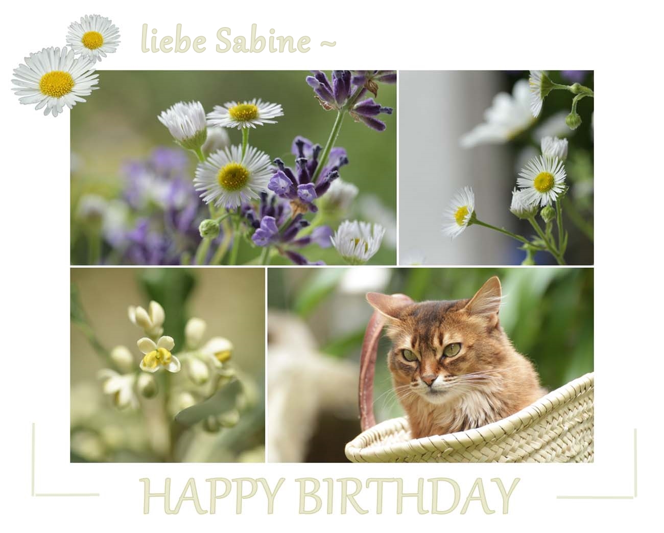 Sabine hat Geburtstag Foto & Bild spezial, cat, katzen Bilder auf