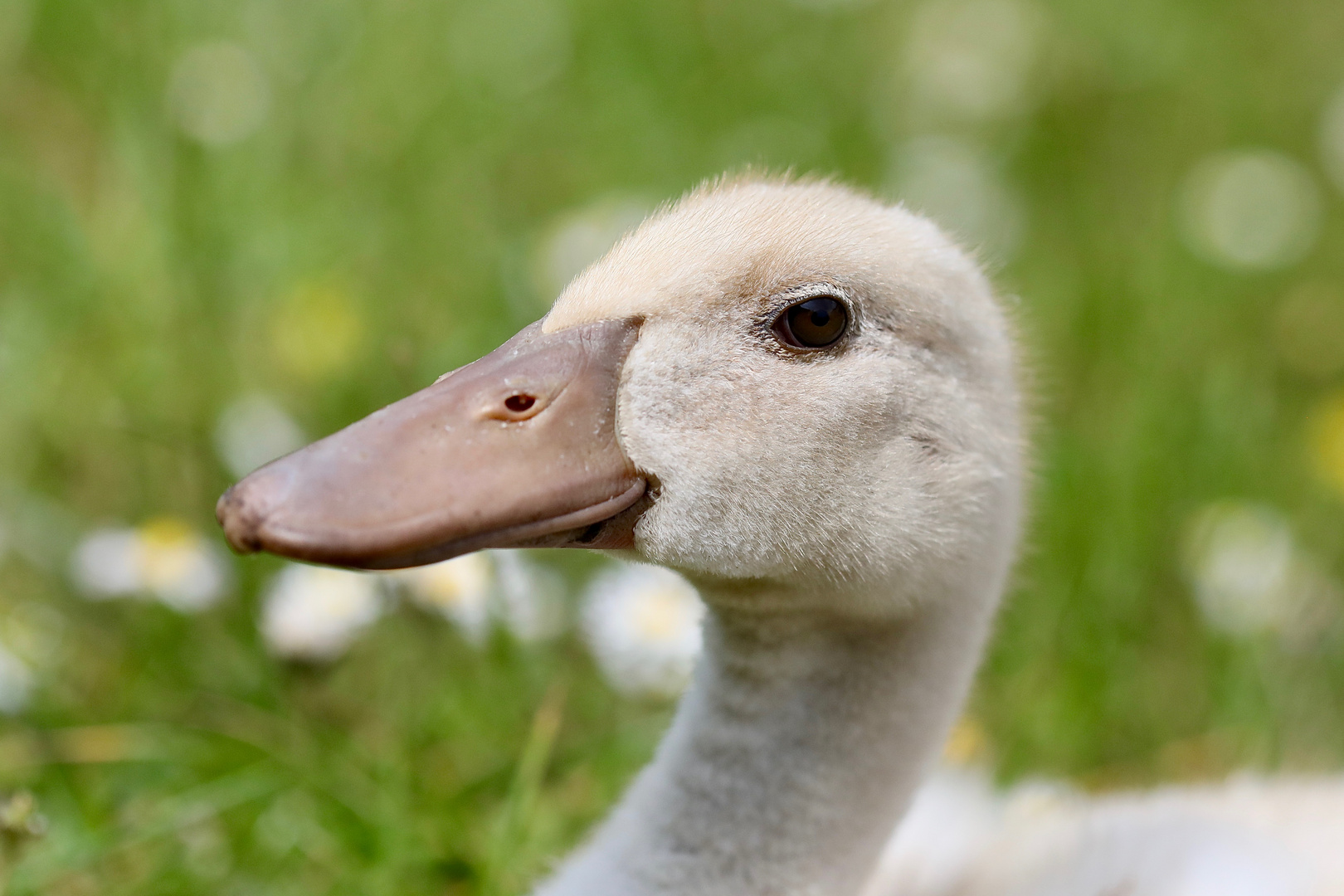 Sabine im Garten  