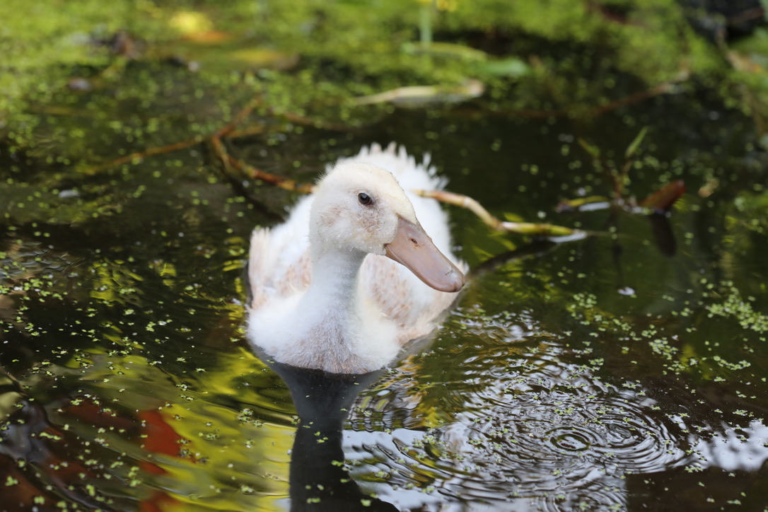 Sabine im Teich