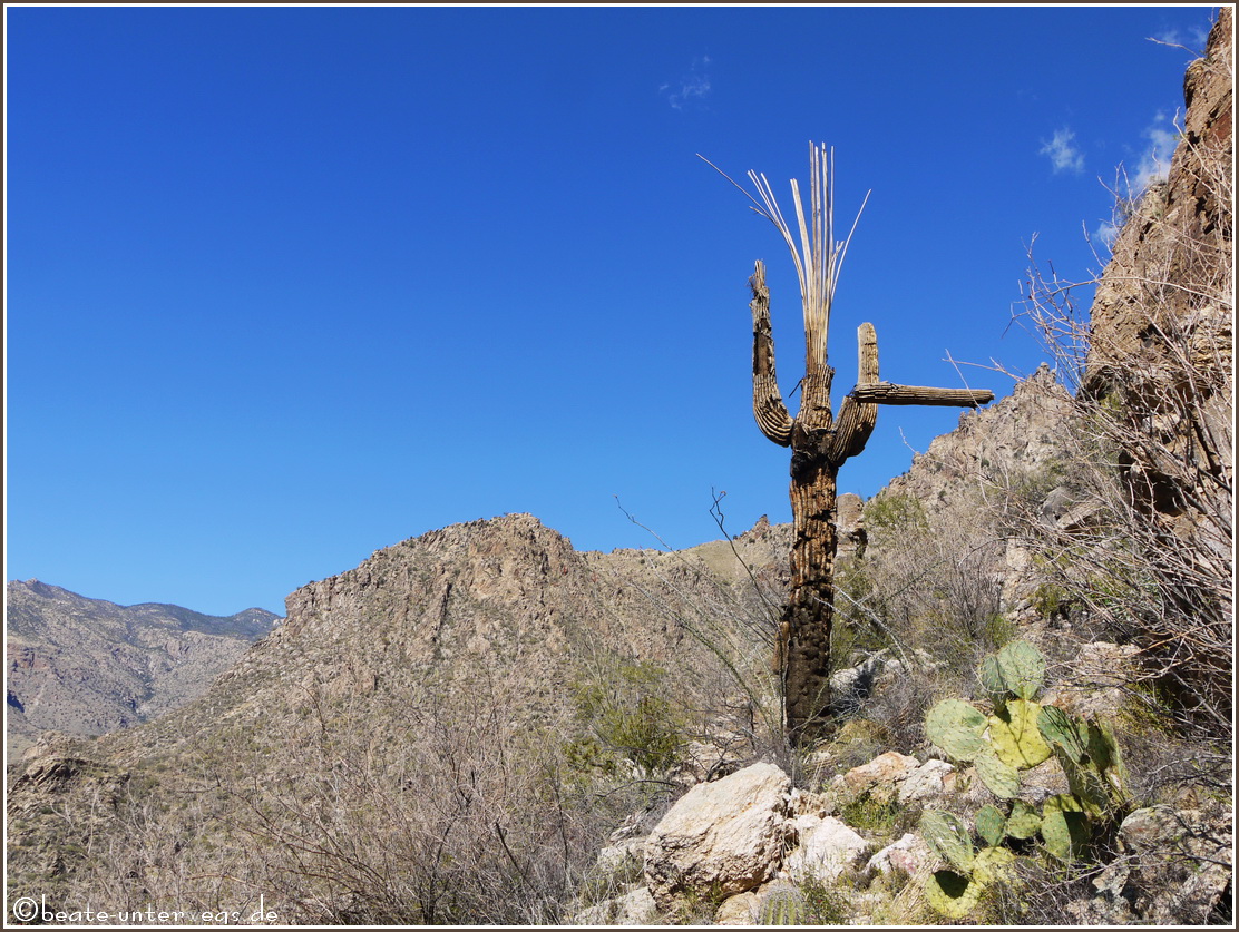 Sabino Canyon #1