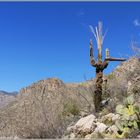 Sabino Canyon #1