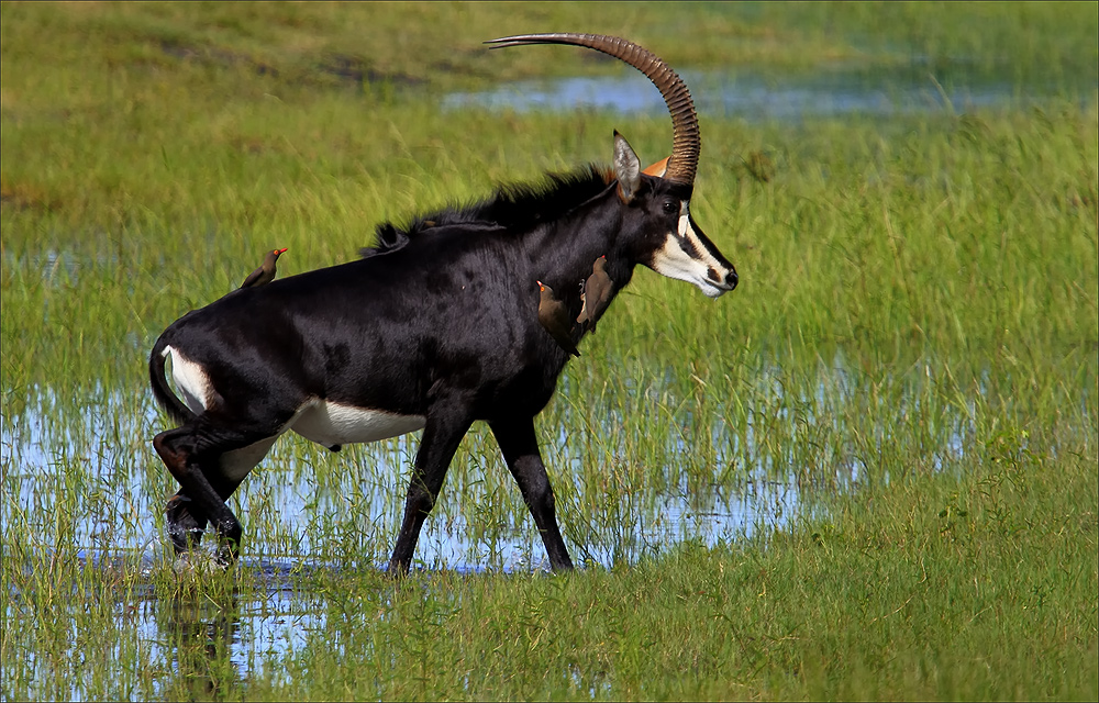 *--Sable Antelope--*