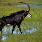 *--Sable Antelope--*