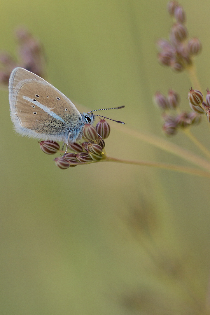 Sablé du Sainfoin-Polyommatus damon