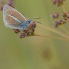 Sablé du Sainfoin-Polyommatus damon