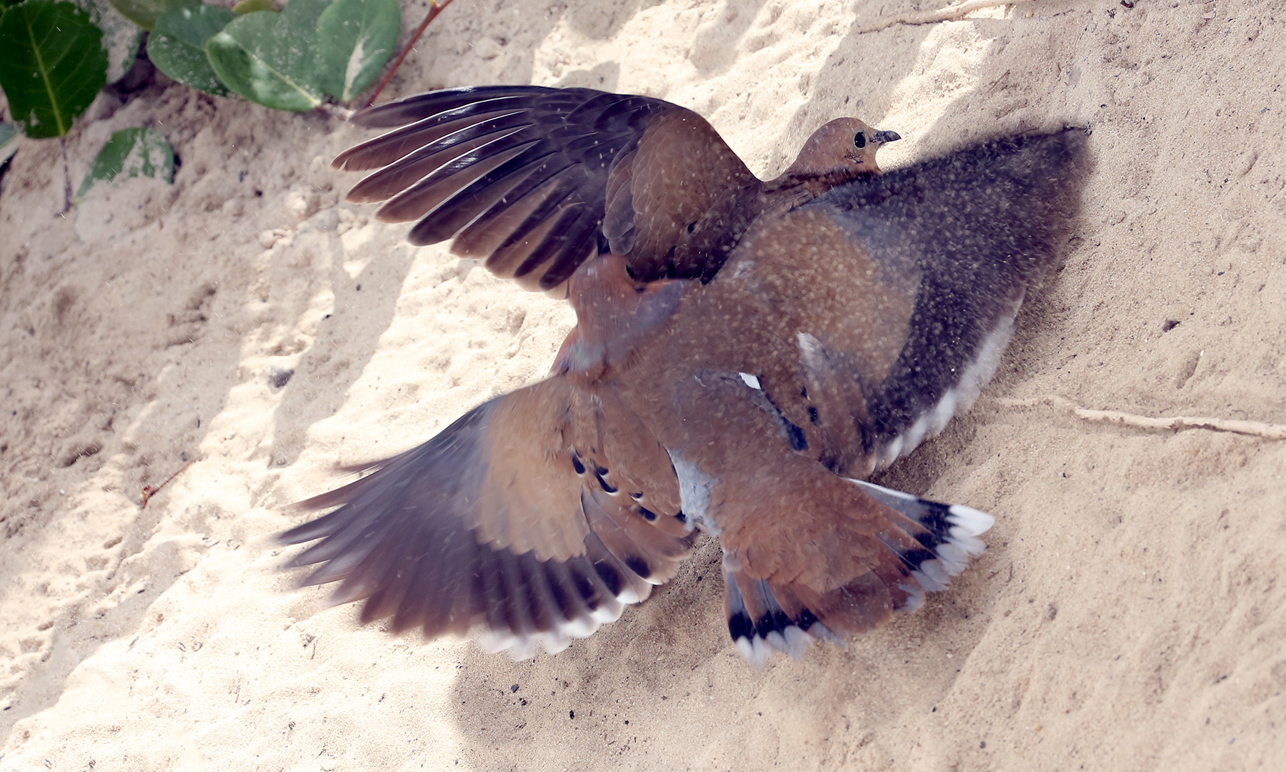 Sable vole !