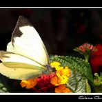 Saboreando las Lantanas