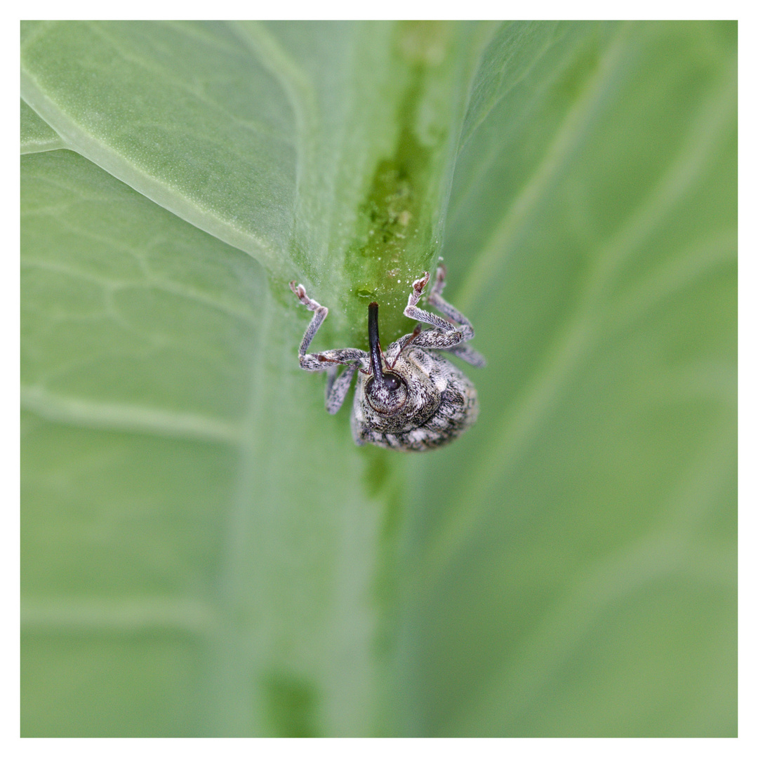 Sabotage Foto & Bild | nah- & makro, tiere, wildlife Bilder auf ...