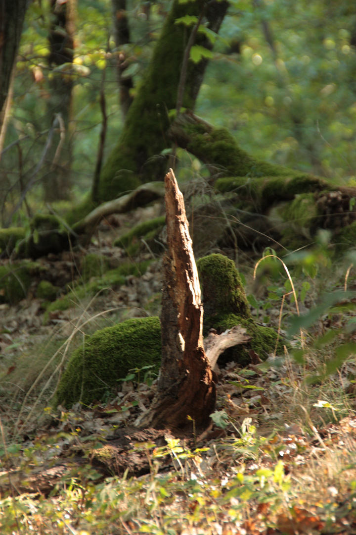 sabre protecteur