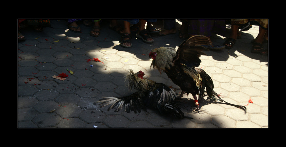 sabung ayam - cock fight