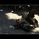 sabung ayam - cock fight