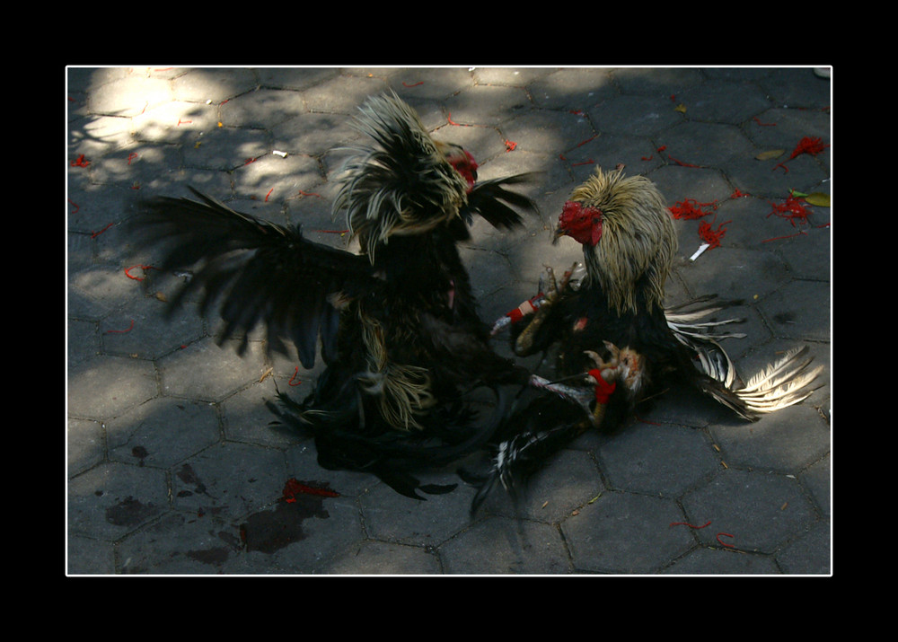 sabung ayam II - cock fight II