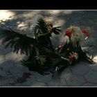 sabung ayam II - cock fight II