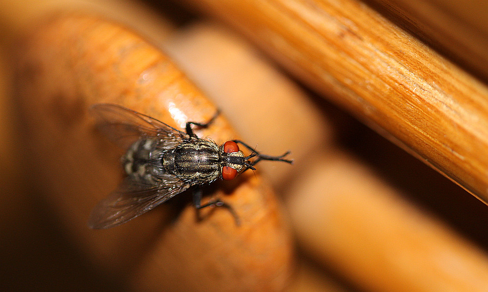 Sacacophaga carnaria