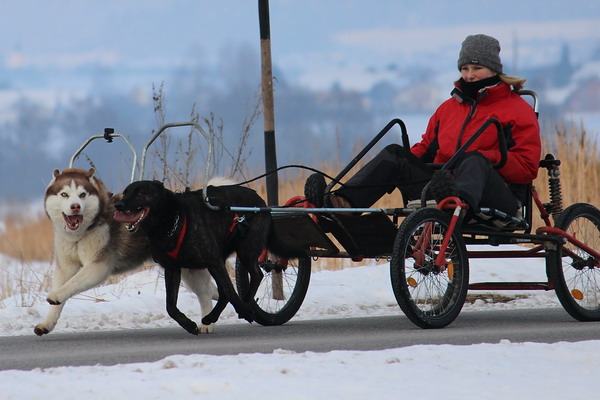 Sacco Cart