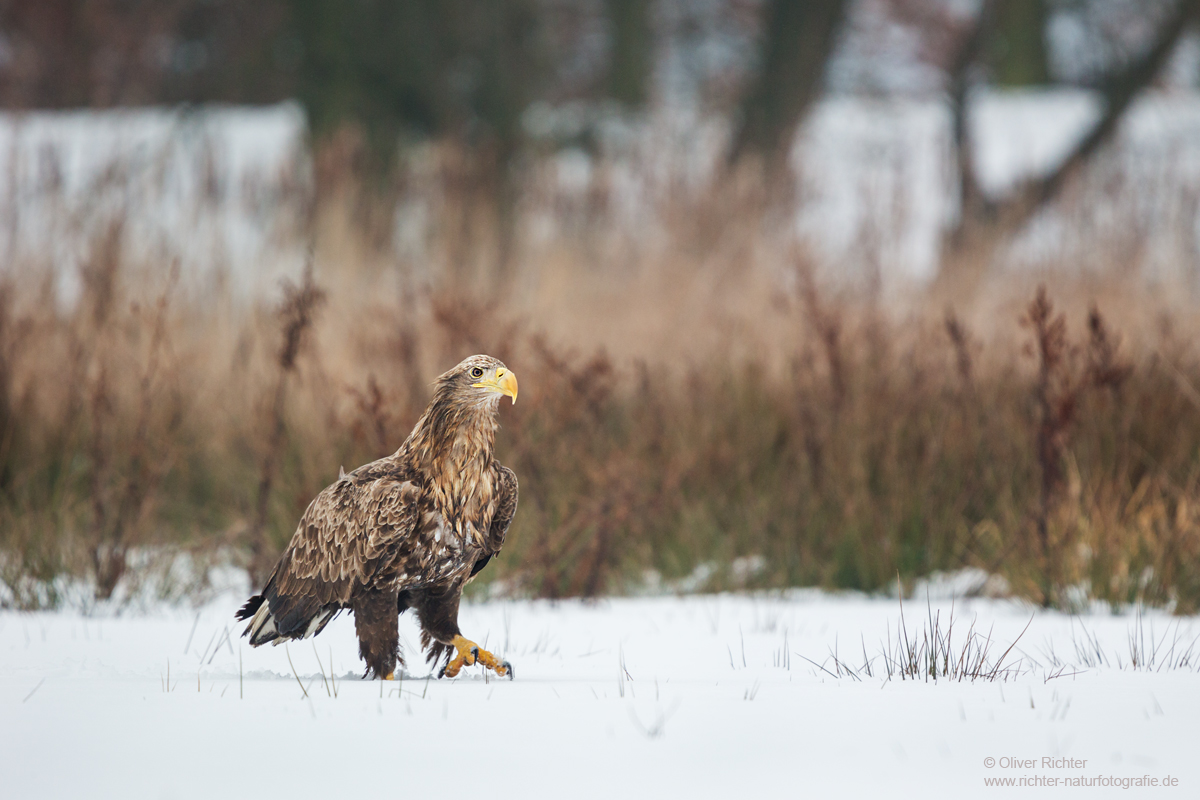 "Sachsenadler" im Lebensraum