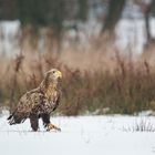 "Sachsenadler" im Lebensraum