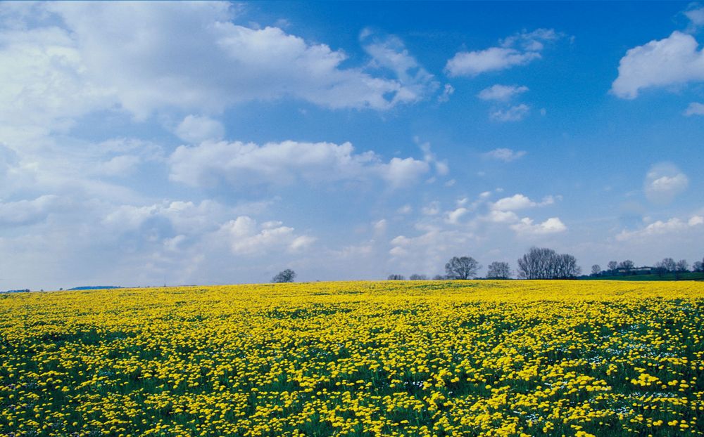 Sachsenrieder Frühling  Jahr 2000