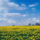 Sachsenrieder Frühling  Jahr 2000