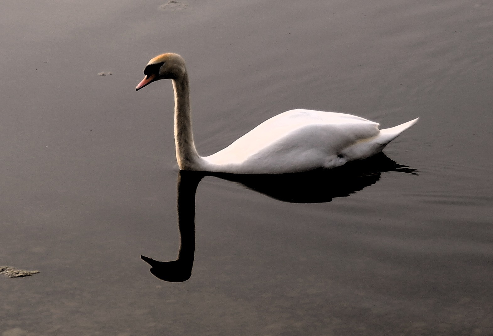 Sachsenrieder Weiher