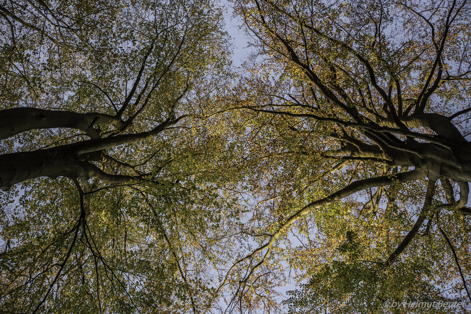 Sachsenwald - Baumkronendach