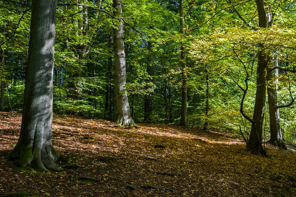 Sachsenwald bei Aumühle