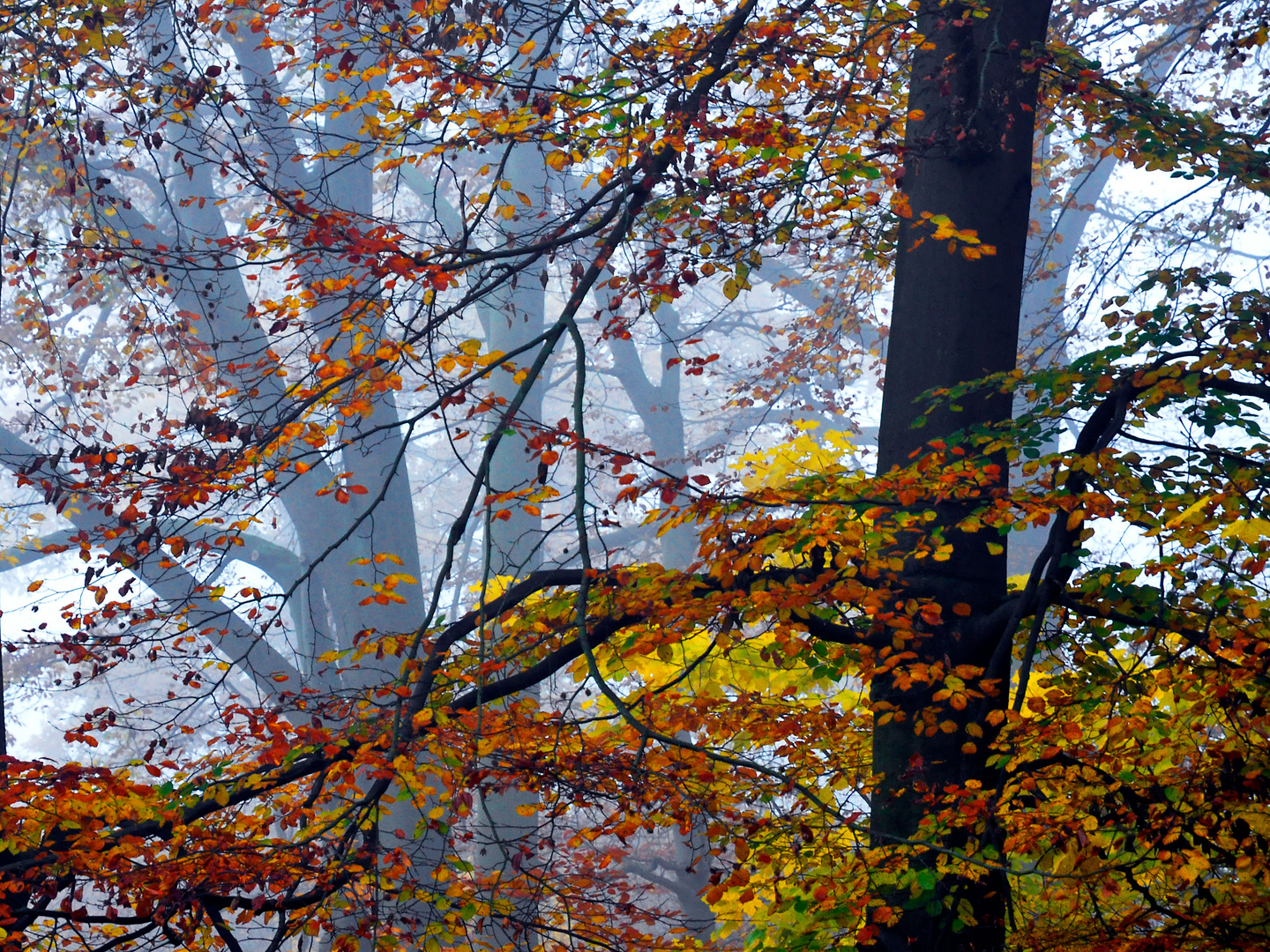 Sachsenwald bei Reinbek / Aumühle 