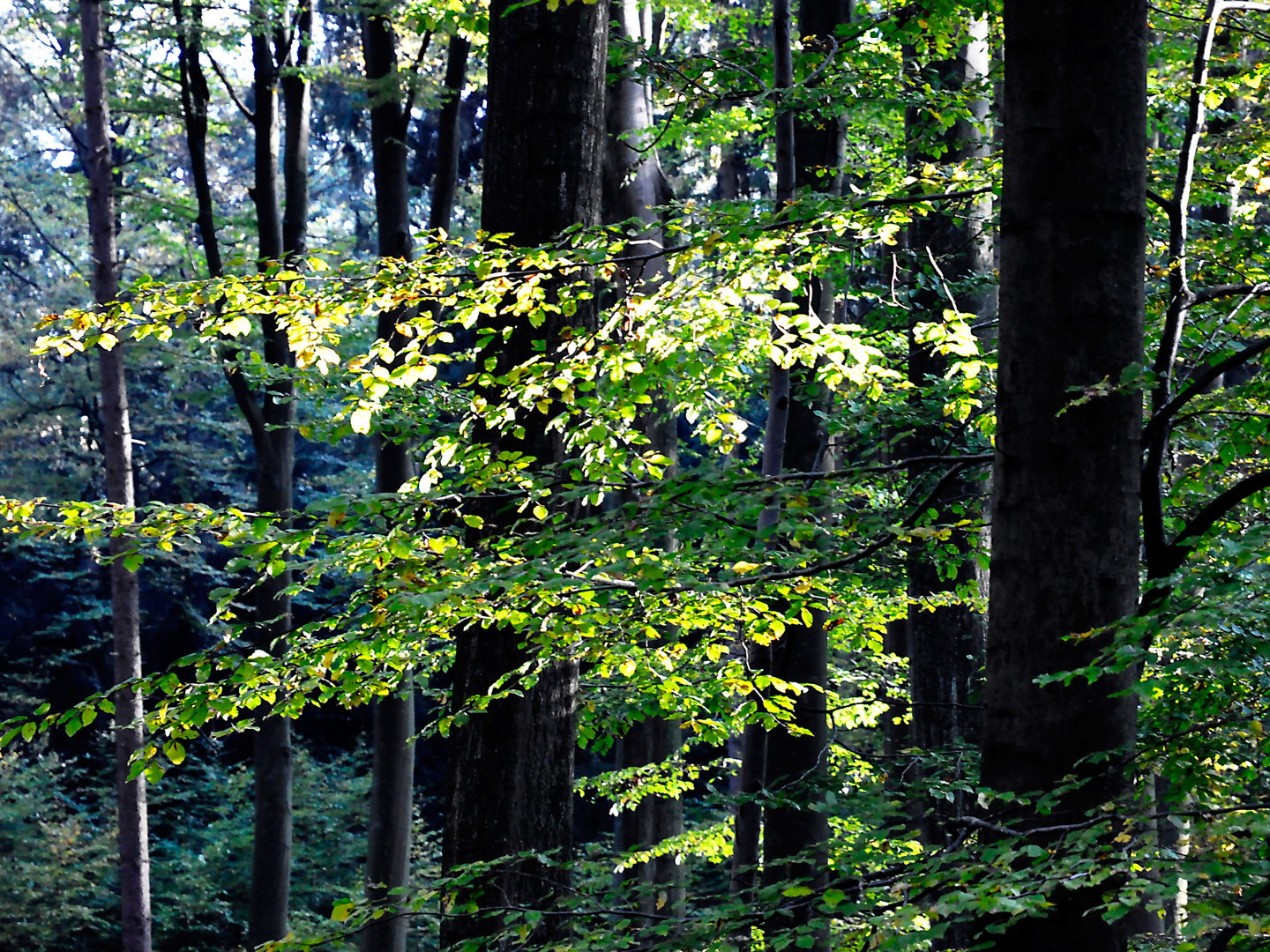 Sachsenwald bei Reinbek / Aumühle 