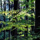 Sachsenwald bei Reinbek / Aumühle 