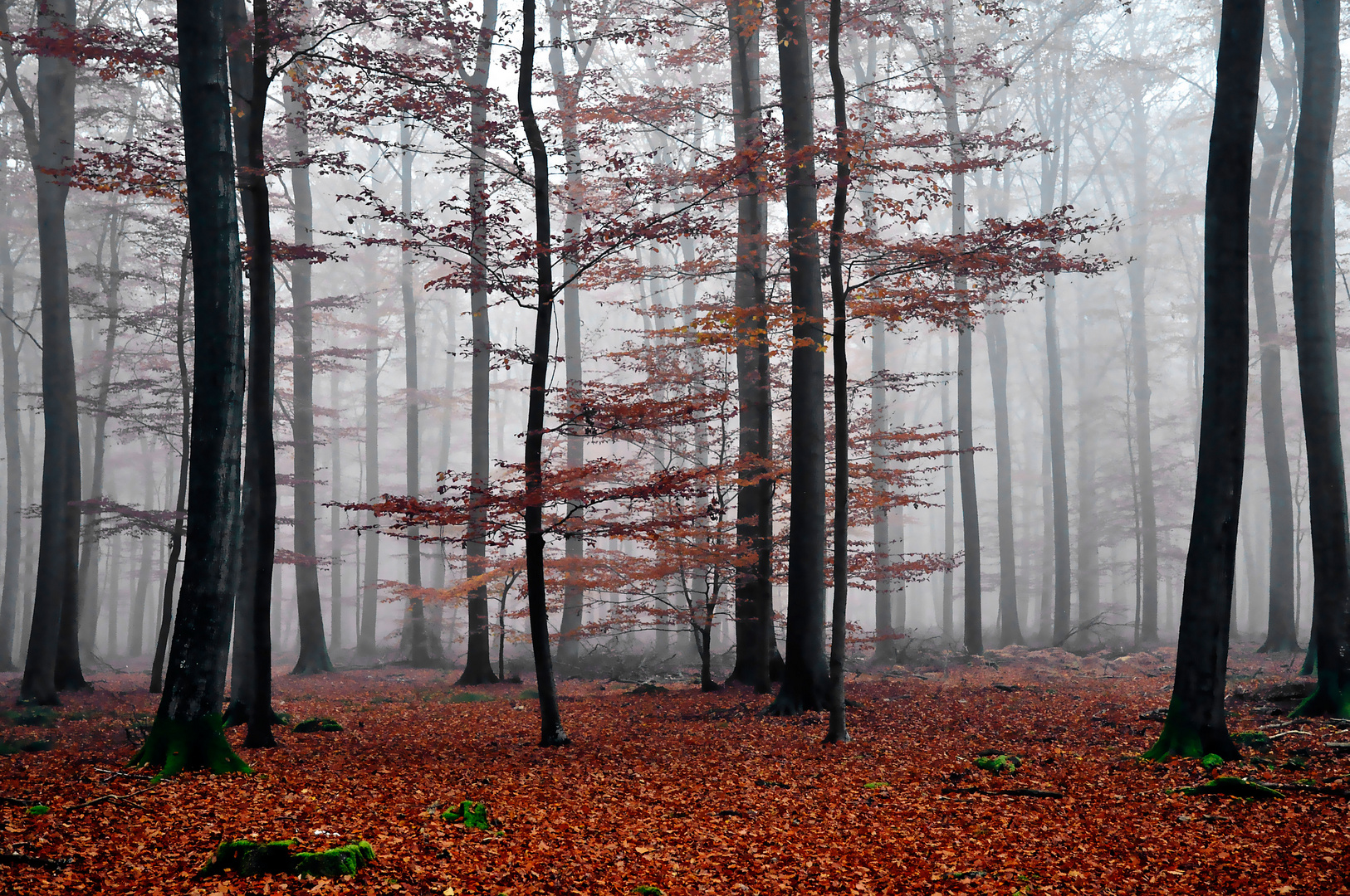 Sachsenwald bei Reinbek / Aumühle 