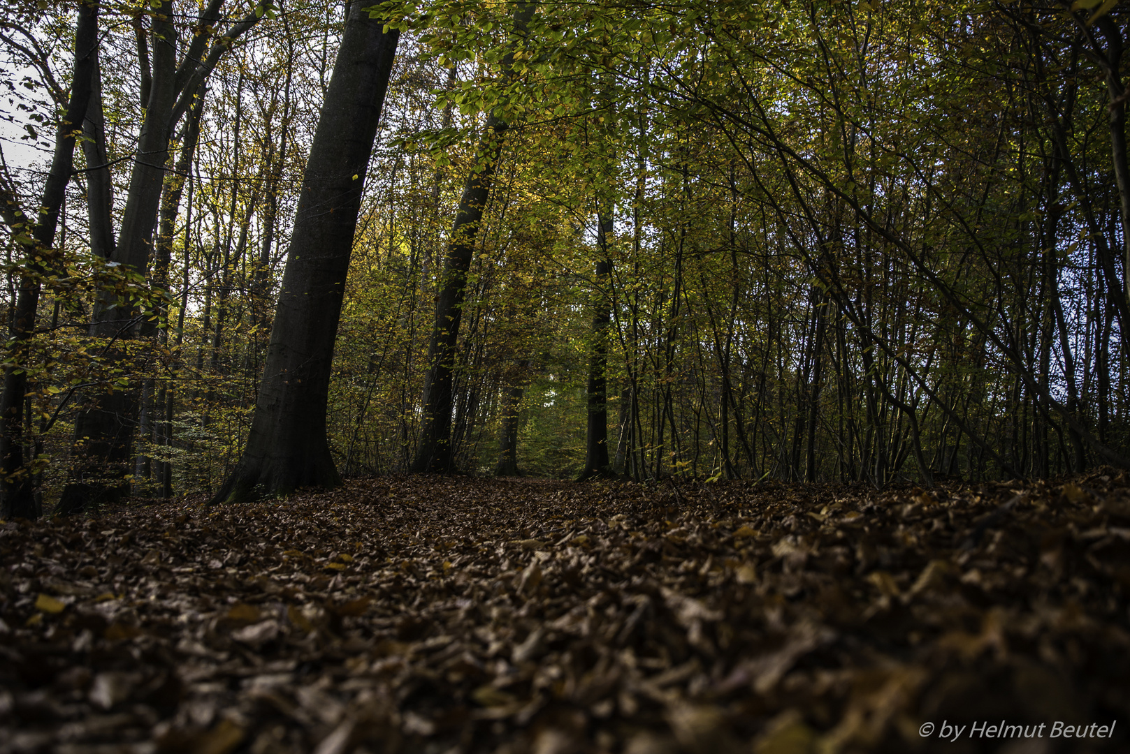 Sachsenwald - der Weg