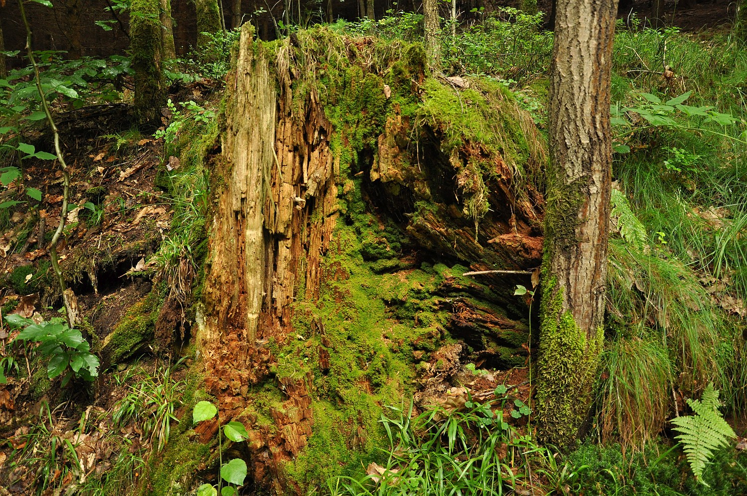 Sachsen:Wald