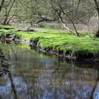 Sachsenwald im Frühjahr