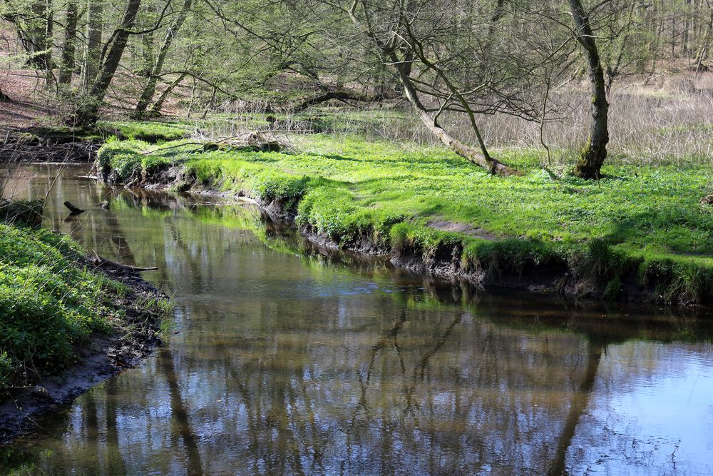 Sachsenwald im Frühjahr