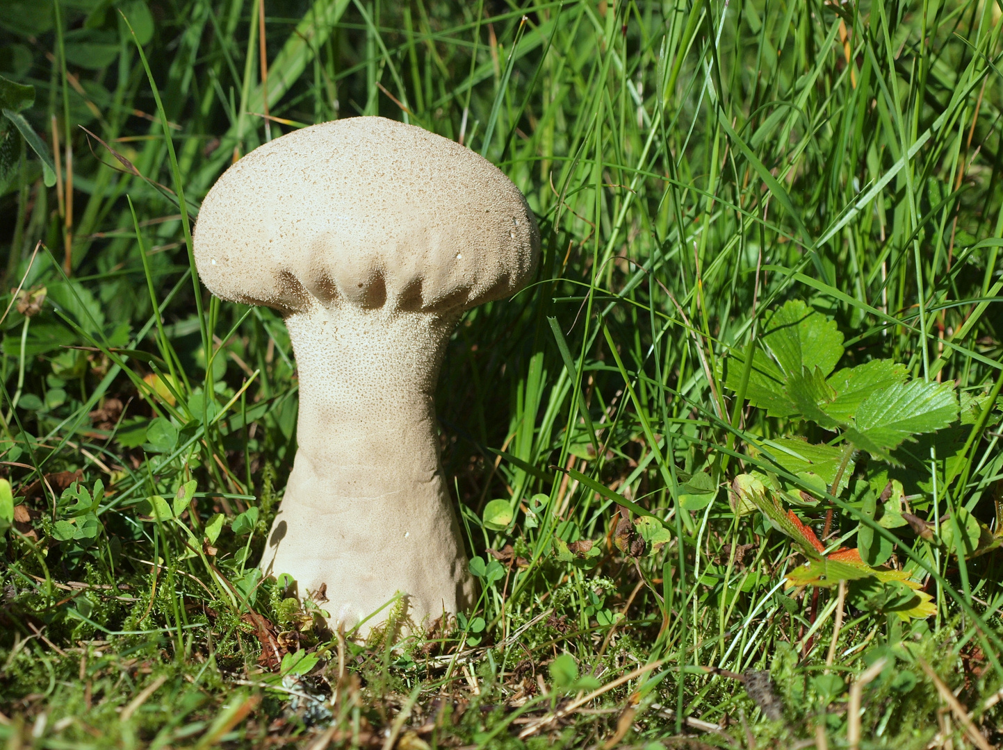 Sackbovist, Beutelstäubling, Beutelbovist - Calvatia excipuliformis