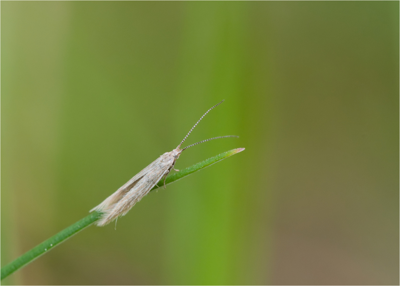 Sackmotte (Coleophora spec.)