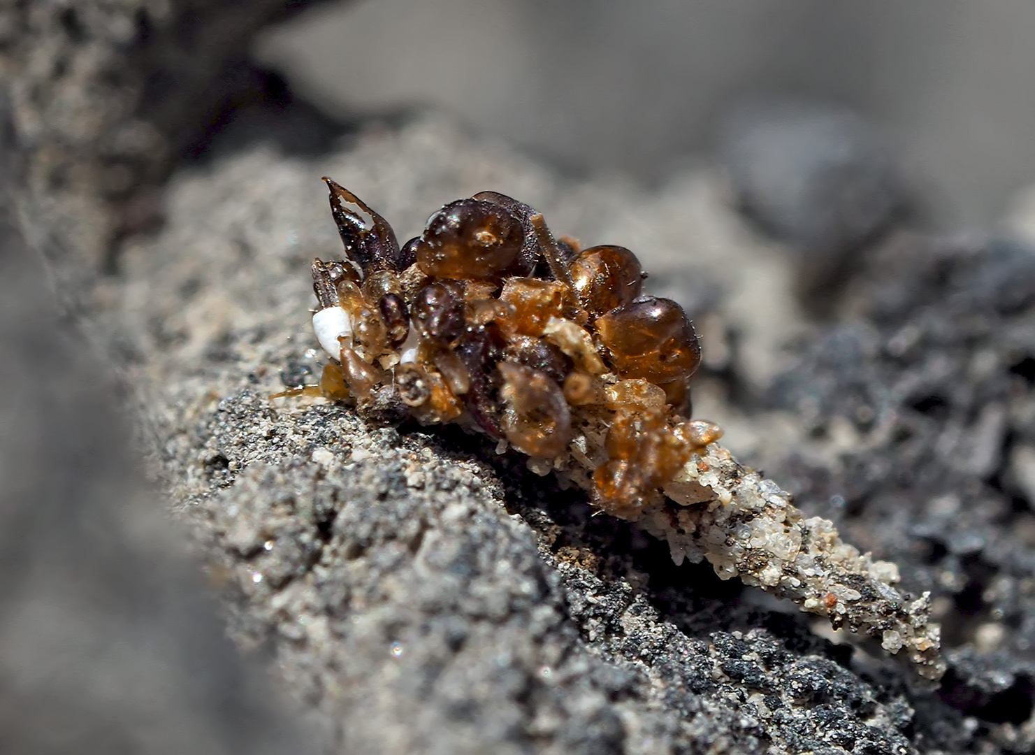 Sackträgerlarve (Psychidae) *  -  Une trouvaille étrange!