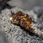 Sackträgerlarve (Psychidae) *  -  Une trouvaille étrange!