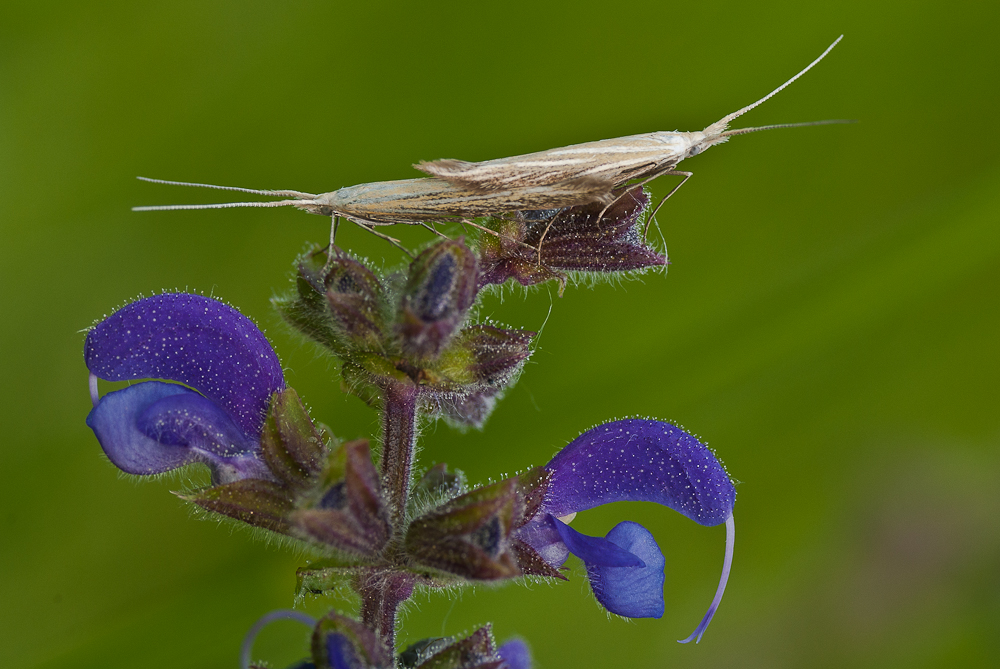 Sackträgermotten (Coleophoridae)