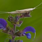 Sackträgermotten (Coleophoridae)