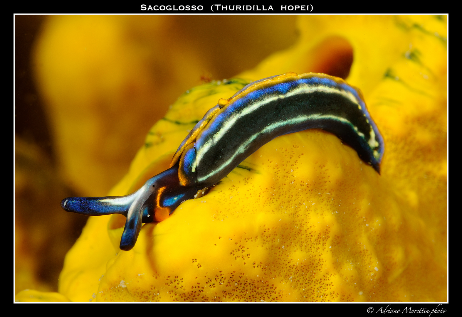 Sacoglosso mediterraneo (Thuridilla hopei)