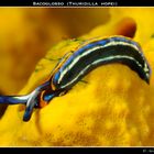 Sacoglosso mediterraneo (Thuridilla hopei)
