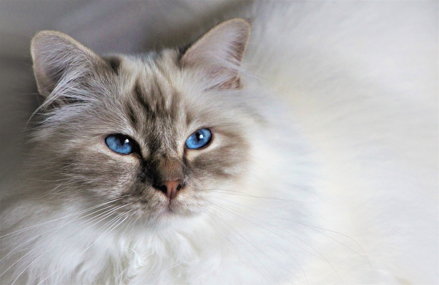 Sacred Birman