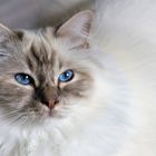 Sacred Birman