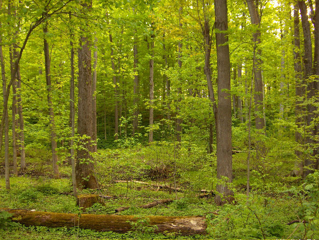 Sacred Grove, NY