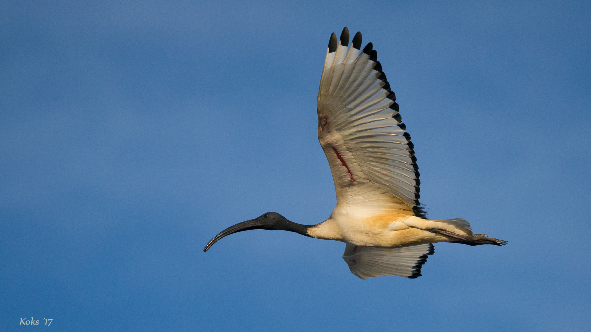 Sacred Ibis