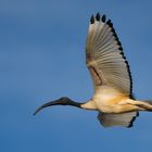 Sacred Ibis