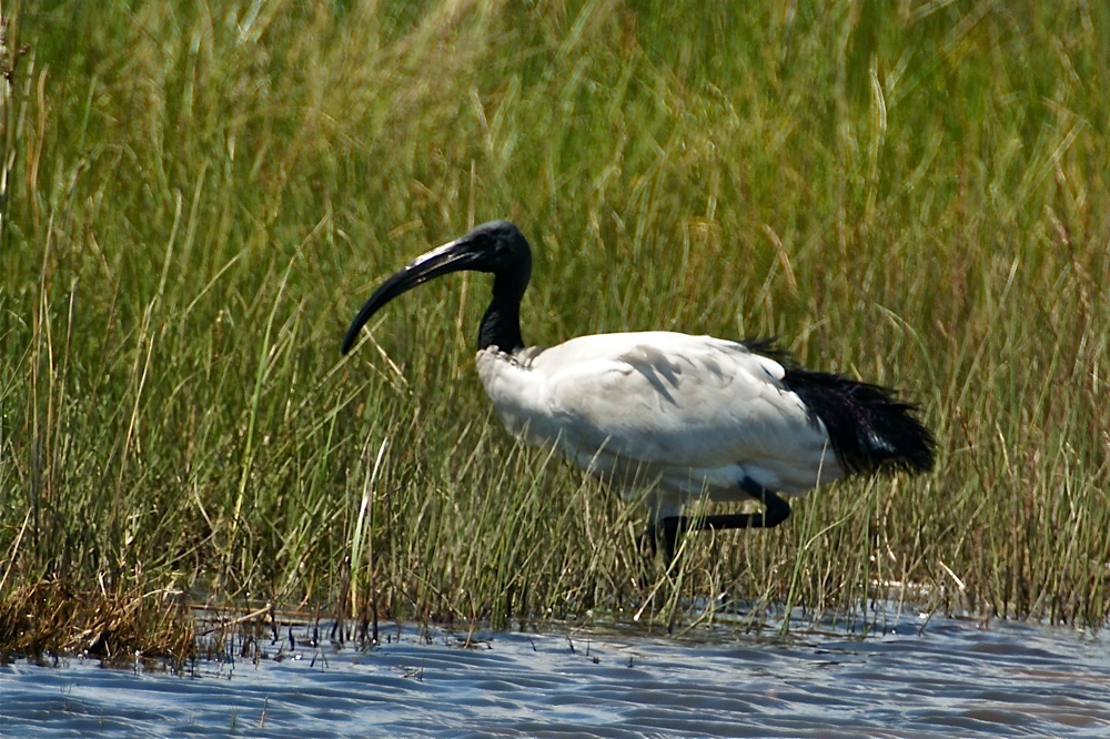 Sacred Ibis (Afrikanischer Heiliger Ibis)