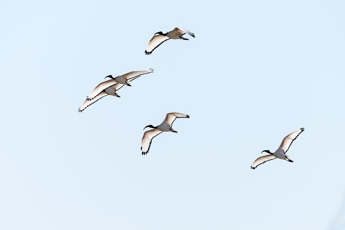 Sacred Ibis