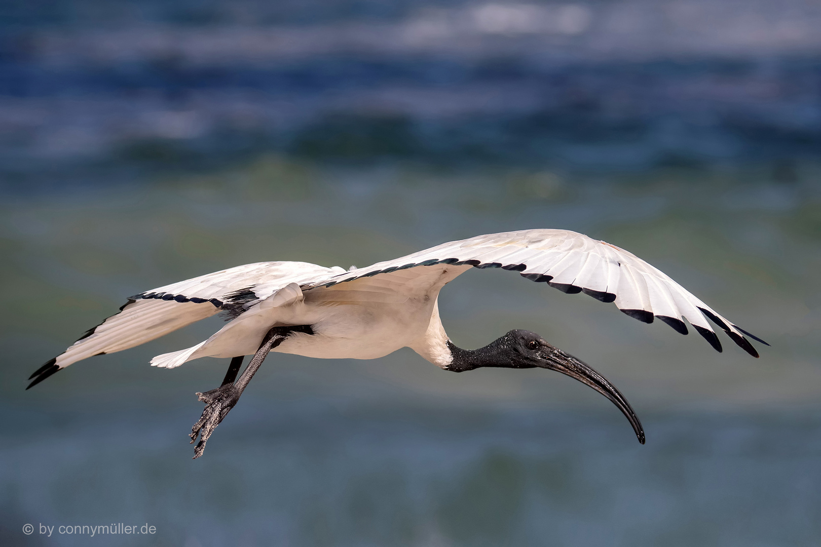 Sacred Ibis